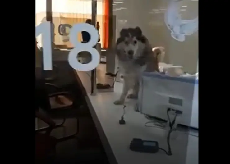 Собака пришла на приём в МФЦ Красноярска