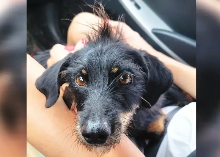 В Красноярском крае сделают обязательным чипирование собак и кошек