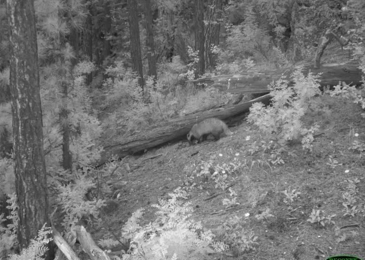 В нацпарке «Красноярские Столбы» запечатлели редкие кадры барсука