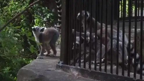 Лемур совершил побег из клетки в новосибирском зоопарке 