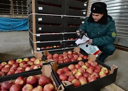 Карантинного вредителя обнаружили во фруктах, поступивших в Красноярский край из КНР