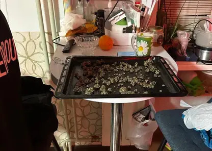 Задержаны двое красноярцев, пытавшихся организовать наркобизнес в квартире (видео)