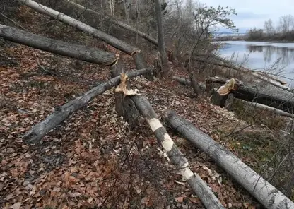 Резкий рост числа бобров-вредителей фиксируют в Новосибирской области