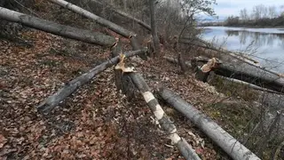 Резкий рост числа бобров-вредителей фиксируют в Новосибирской области