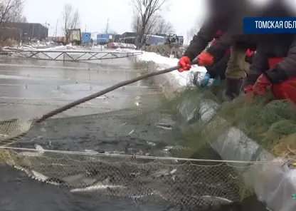 В Стрежевом поймали браконьеров с ценными породами рыбы