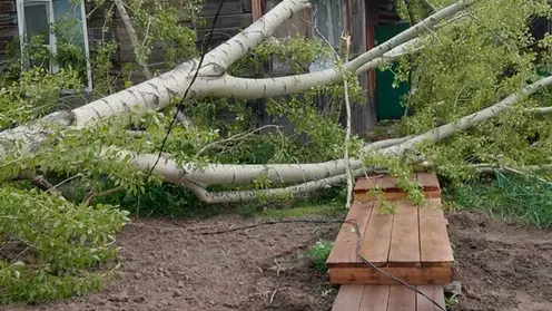 В Красноярске сильный ветер повредил 14 автомобилей и повалил 28 деревьев