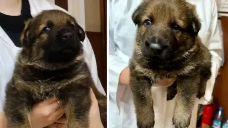 Щенку красноярской кинологической службы выбирают имя
