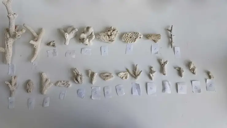 Таможенники изъяли 23 коралла у туристски в барнаульском аэропорту