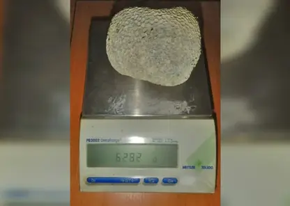 Новосибирские таможенники пресекли ввоз запрещенного морского «сувенира» из Дубая