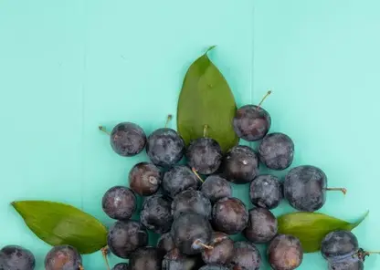 Красноярцам рассказали о пользе черноплодной рябины