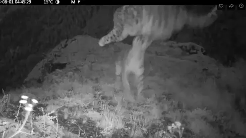 На юге Красноярского края шалости ирбиса Таджички и ее котят покорили соцсети