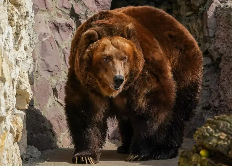 В Алтайском крае медведи снова стали выходить к людям
