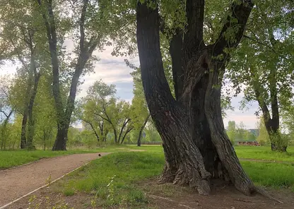 В Татышев-парке Красноярска спилят 20 тополей