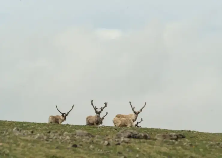Ученые на Байкале ищут способ спасти исчезающих северных оленей