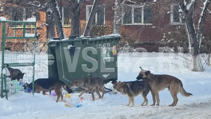 Стая бродячих собак в центре Кемерова держит в страхе местных жителей