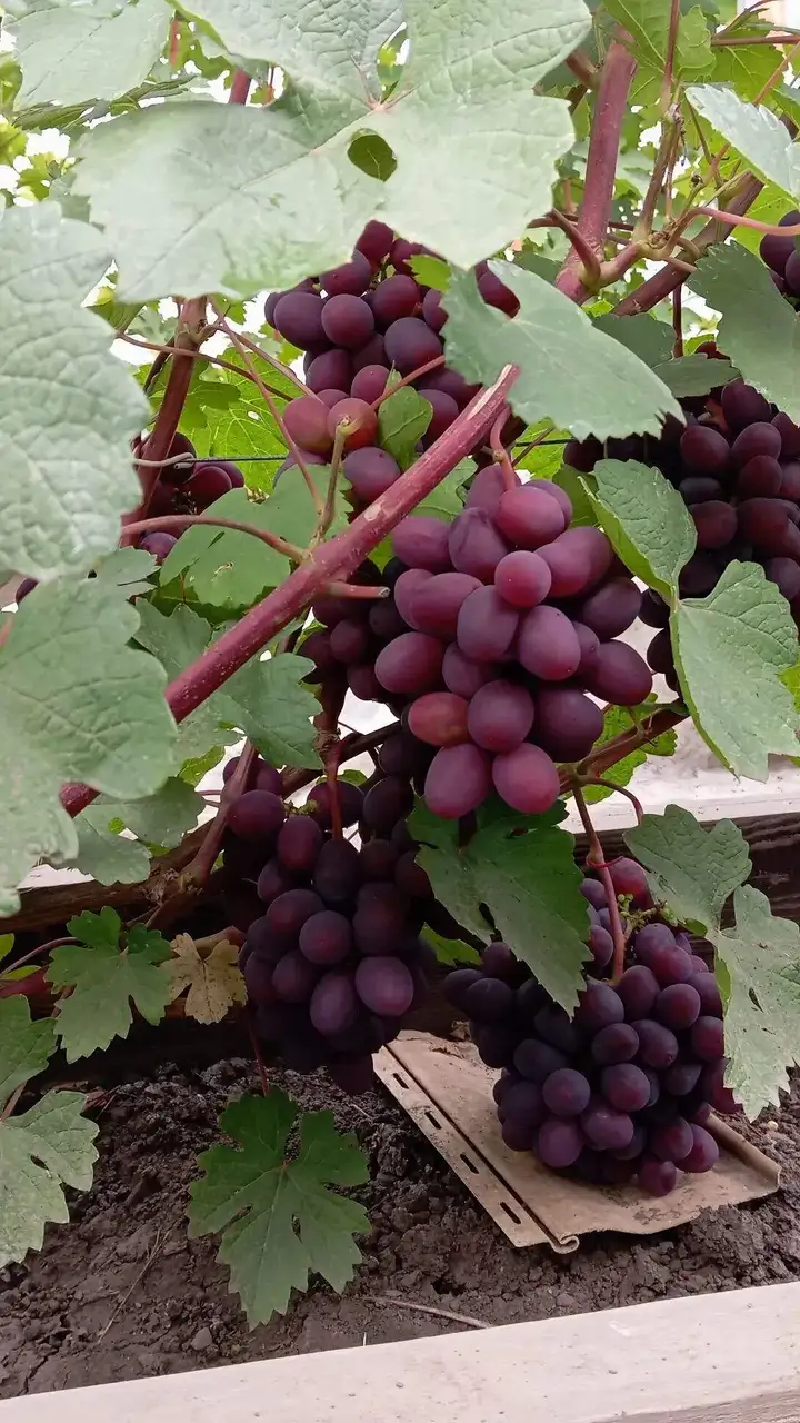 Фото: Сергей Будрис