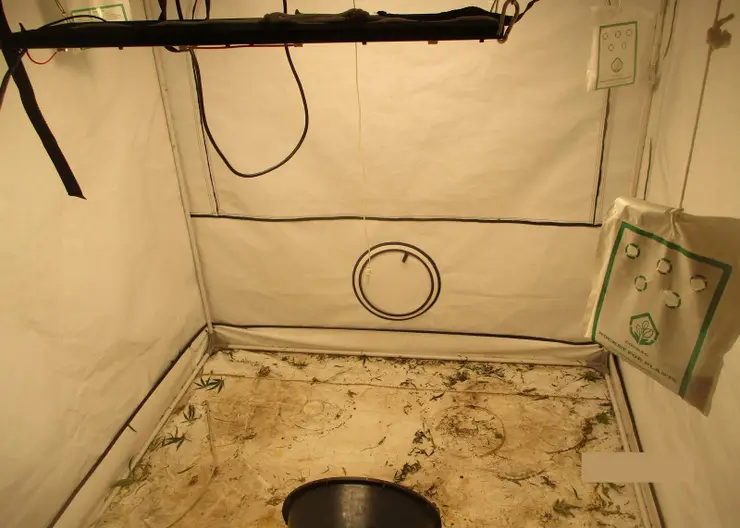 В Канске мужчина из окна выкинул кусты конопли