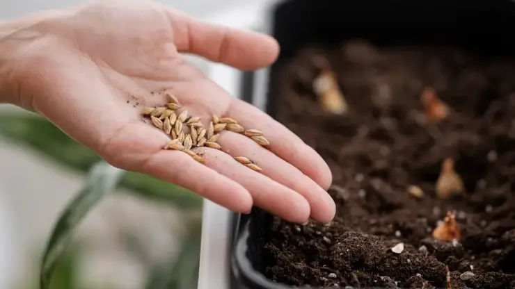 Семена несуществующих сортов выявили в интернет-магазине красноярского предпринимателя