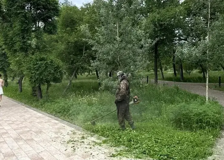 Наркосодержащие растения уничтожают в Красноярске