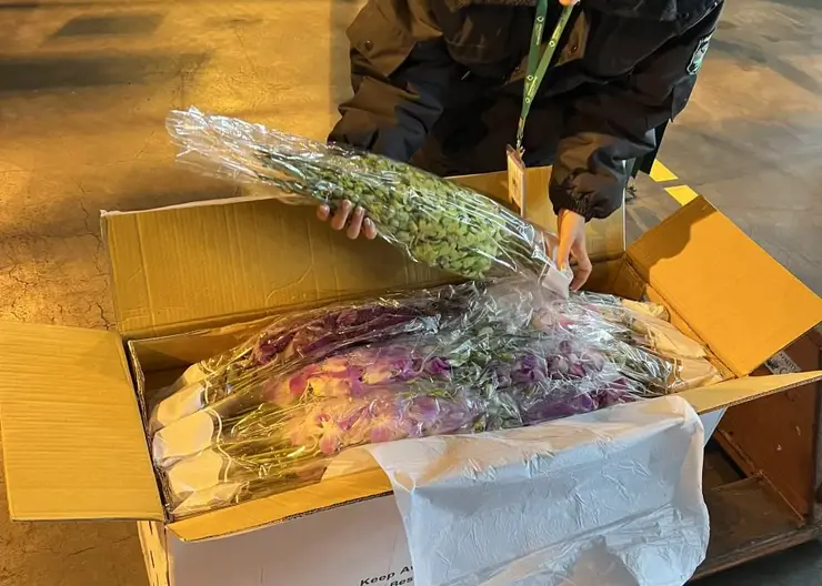 В Красноярск к 8 Марта привезли тысячи орхидей и пальмовых ветвей из Таиланда
