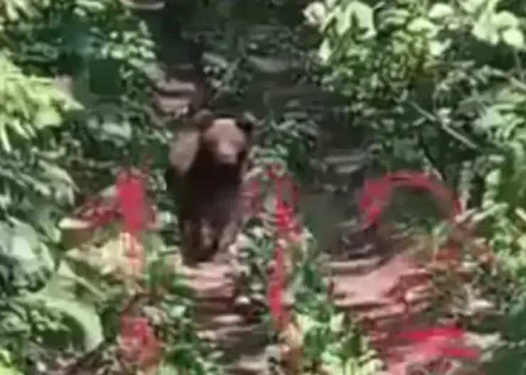 На Сахалине застрелили медведя, убившего нескольких человек