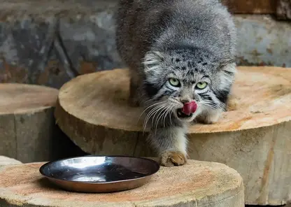 В красноярском парке «Роев ручей» показали новые снимки манула