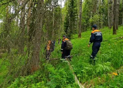 Спасатели нашли заблудившегося в лесу мужчину в Красноярском крае, обследовав 15 километров тайги