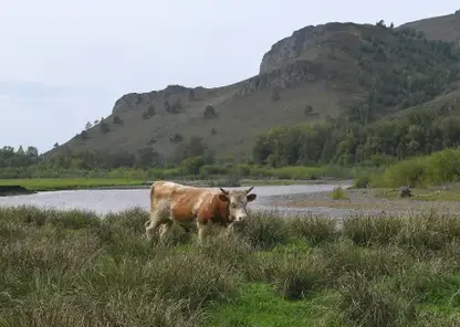 Забайкальским животноводам выделят 193,6 млн рублей на развитие мясного скотоводства