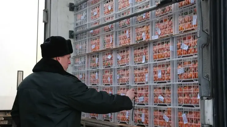 Объем прямых поставок импортных фруктов и овощей в Красноярский край увеличился на 40%