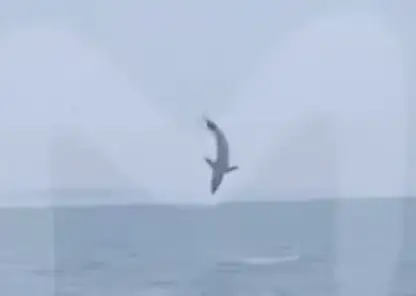 Акулы-людоеды мако замечены в Уссурийском заливе из-за аномальной жары