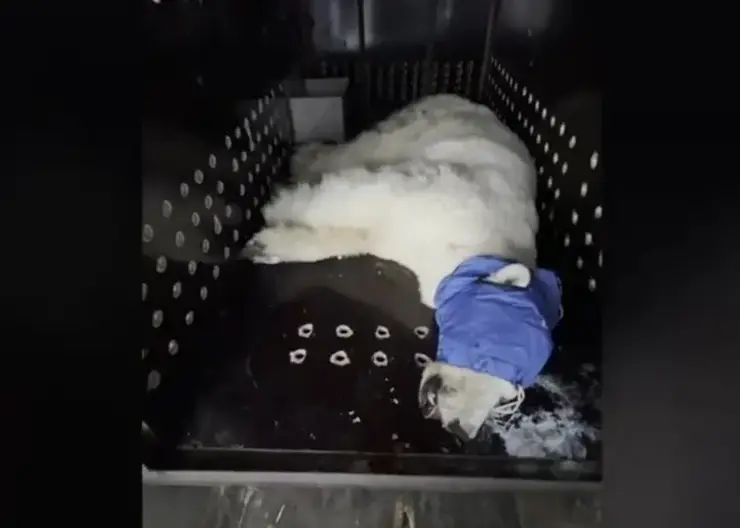 Белая медведица из Красноярского края доставлена в Московский зоопарк