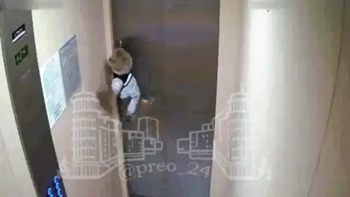 В Красноярске маленькая собака едва не погибла в лифте