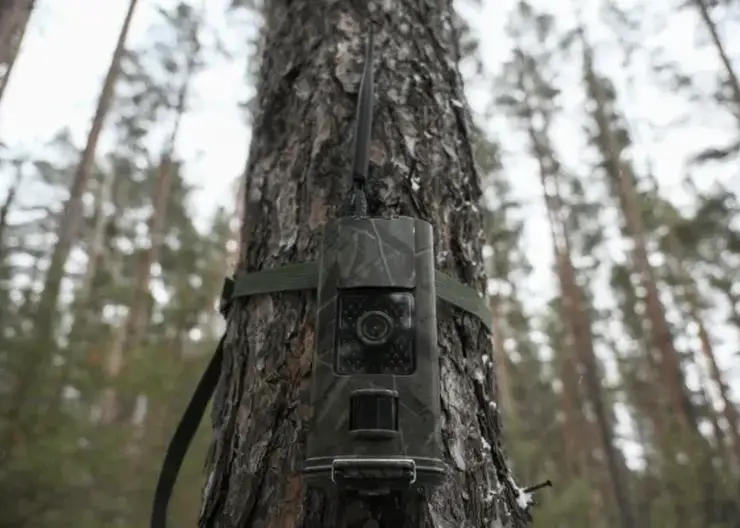 В Забайкалье в 2026 году установят тысячу новых фотоловушек для защиты лесов от пожаров