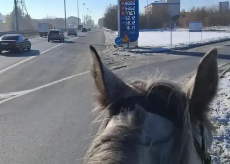 «Либо цены на бензин космос, либо его вообще нет»: новосибирец пересел на лошадь из-за дефицита бензина