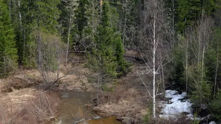 Четверо мужчин потерялись в лесу на западе Красноярского края