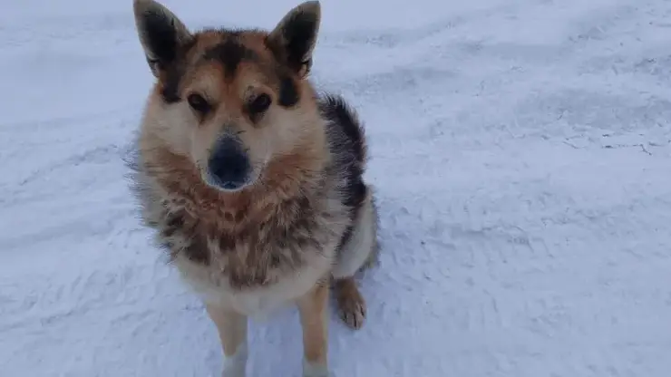 В Томской области ребенок получит компенсацию за укус бродячей собаки