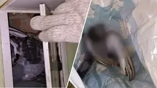 Красноярку ночью в квартире перепугал голубь, громко стучавший из ванной Красноярку ночью в квартире перепугал голубь, громко стучавший из ванной