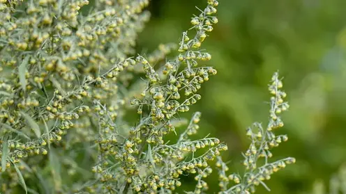 Пыльцевая буря обрушилась на Читу