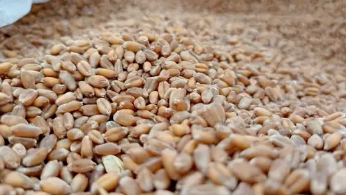 Алтайский край отправил в Китай 80 тысяч тонн зерна и масла в начале уборочной кампании