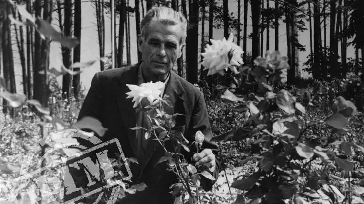 Как инженер с ГЭС вырастил розы на сибирской земле с помощью электроподогрева