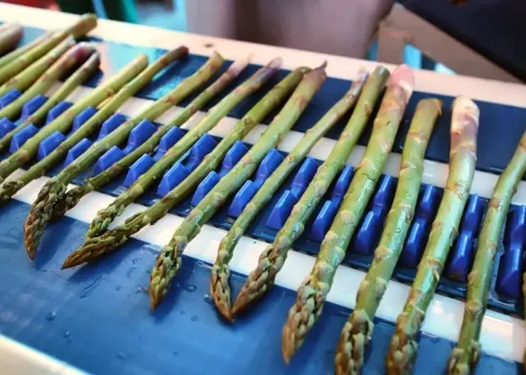 Красноярцам рассказали о пользе спаржи и о простых способах ее приготовления