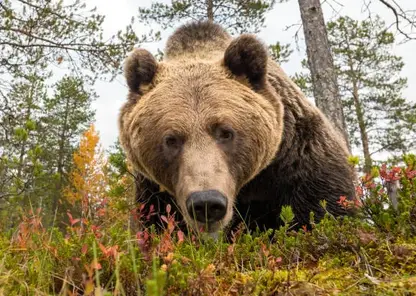 Второго медведя за неделю застрелили в хакасском городе Абаза