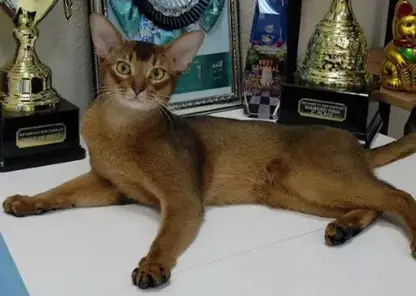 Самого красивого кота в мире покажут на выставке в Москве