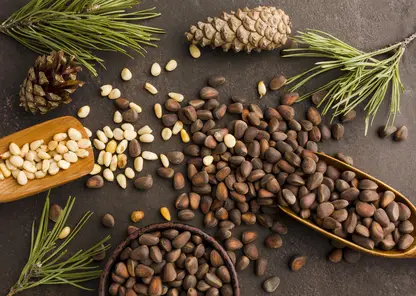 Экспорт кедрового ореха из Томской области вырос на треть