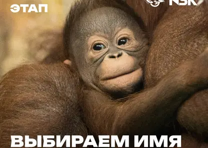 Новосибирцы выберут имя для детёныша орангутанга