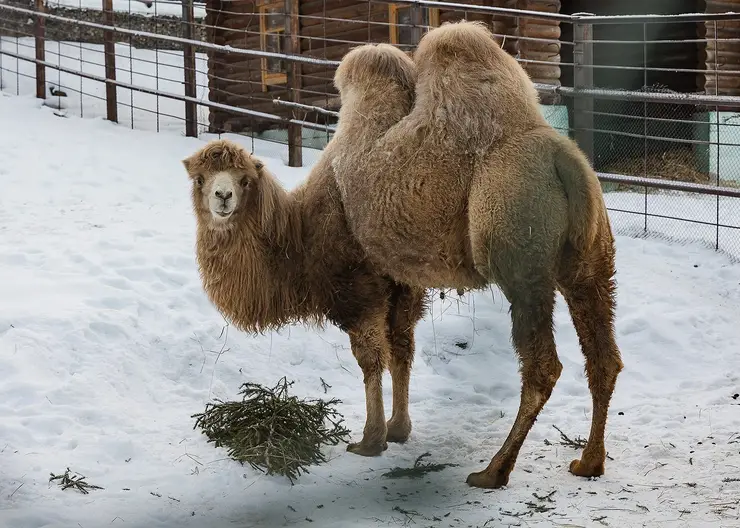Красноярцам рассказали, как животные «Роева ручья» отметили Новый год с подаренными ёлками