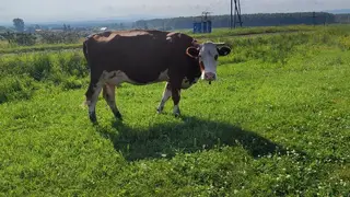 Первый случай бешенства у коровы выявлен в Каратузском районе