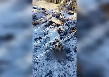 Трупы животных обнаружили на дороге в Кузбассе