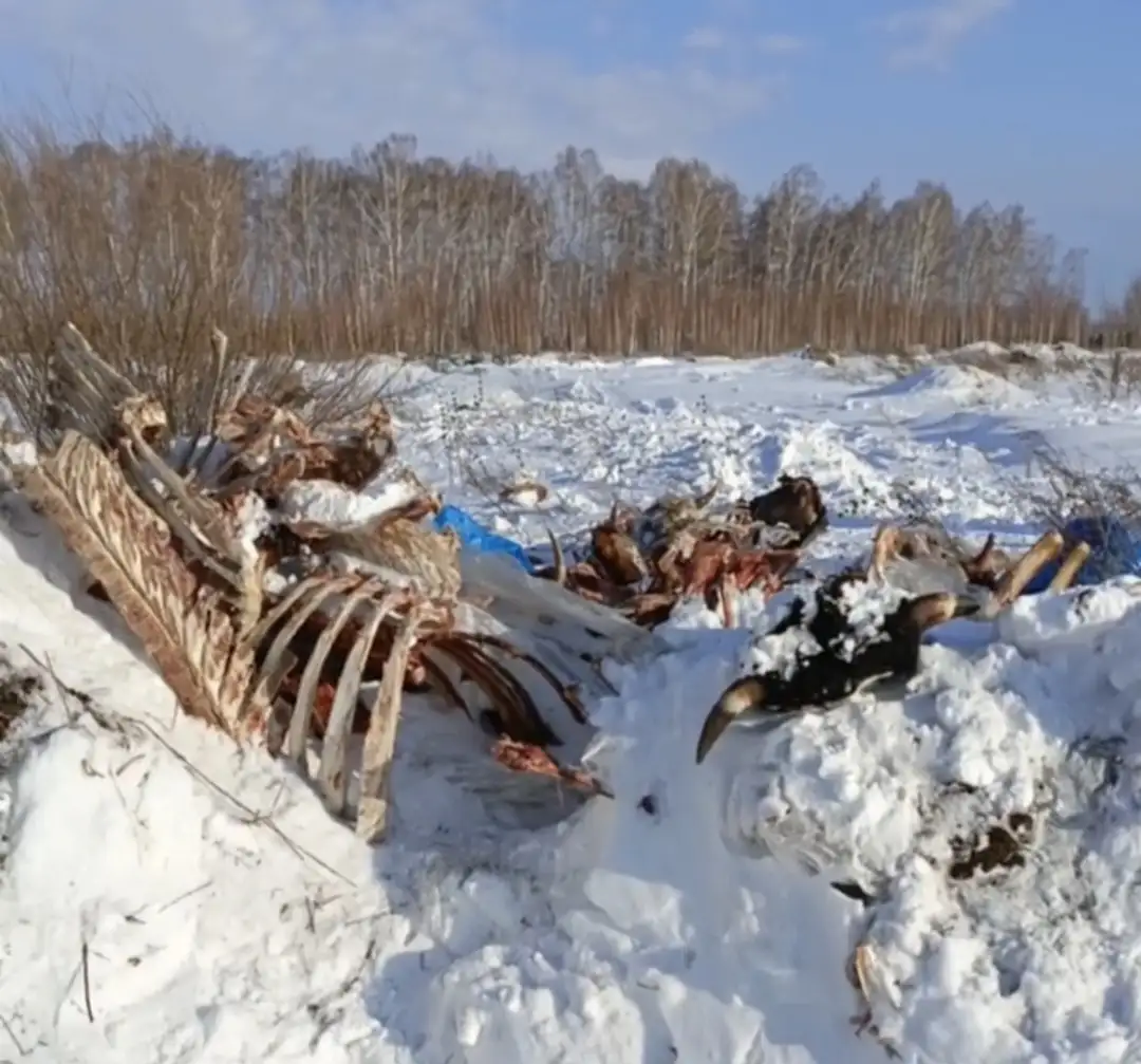 Скриншот: Народный фронт