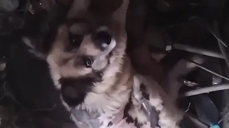 В Ачинске в открытый люк провалилась старенькая собака